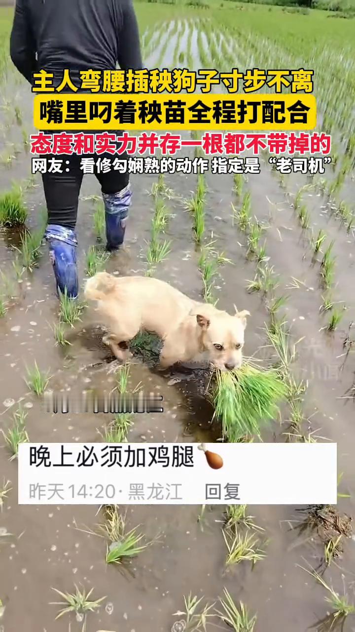 主人弯腰插秧，狗子寸步不离，嘴里叼着秧苗全程打配合，态度和实力并存，一根都不带掉