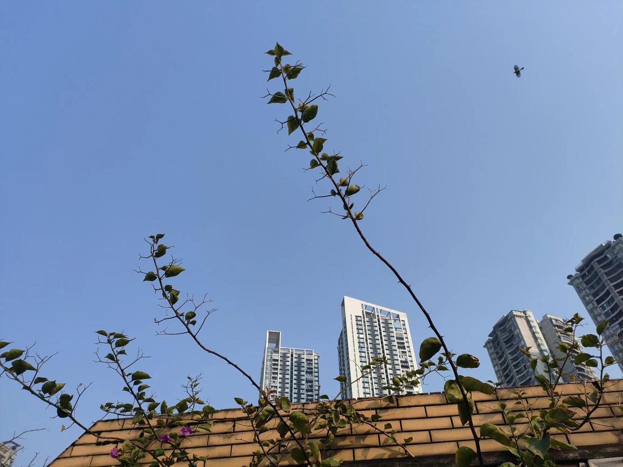 天晴了，小鸟🐦又在我家露台花盆中捣蛋，弄得到处是泥巴和杂草……