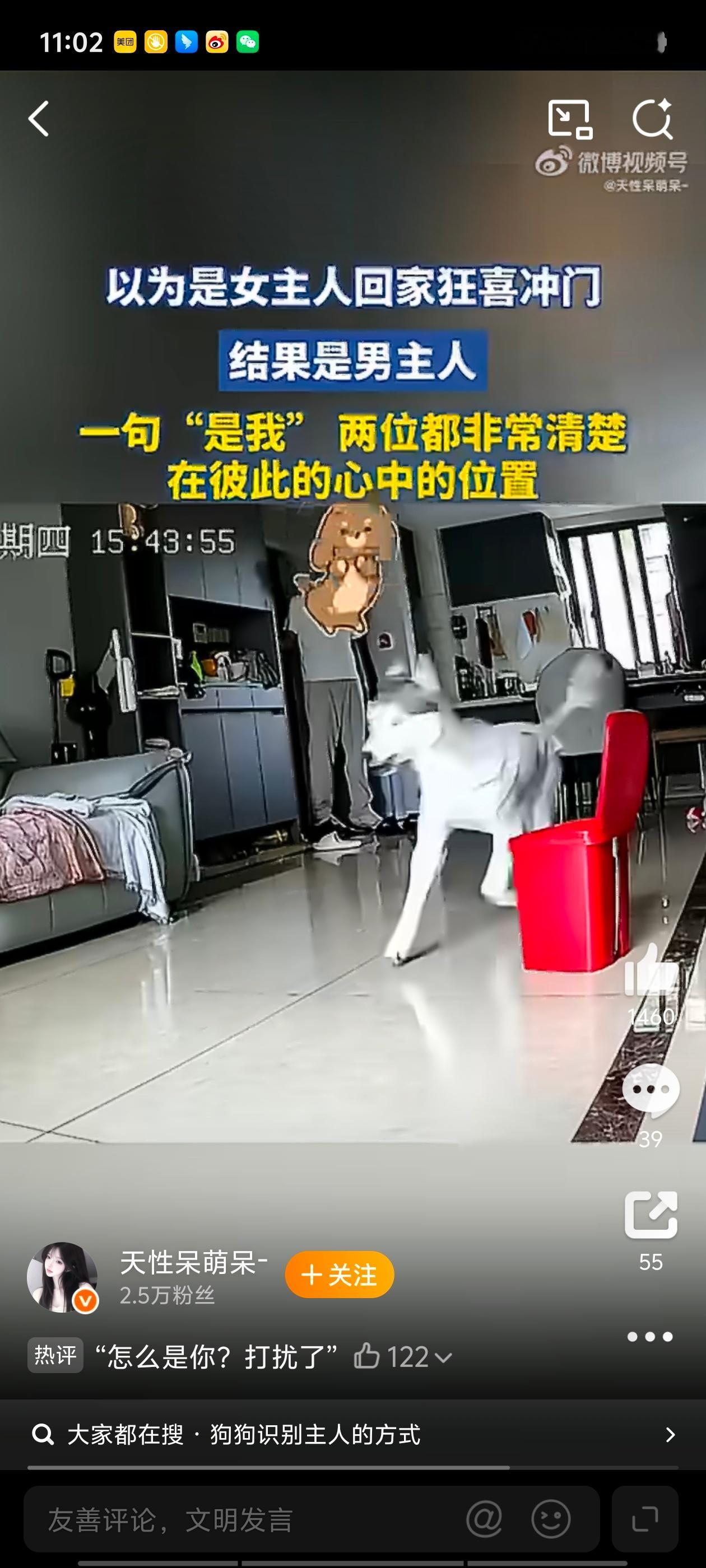 狗狗以为女主人回家结果是男主人二哈:“是我”——滚，就是你把我剃成这样！还“是我