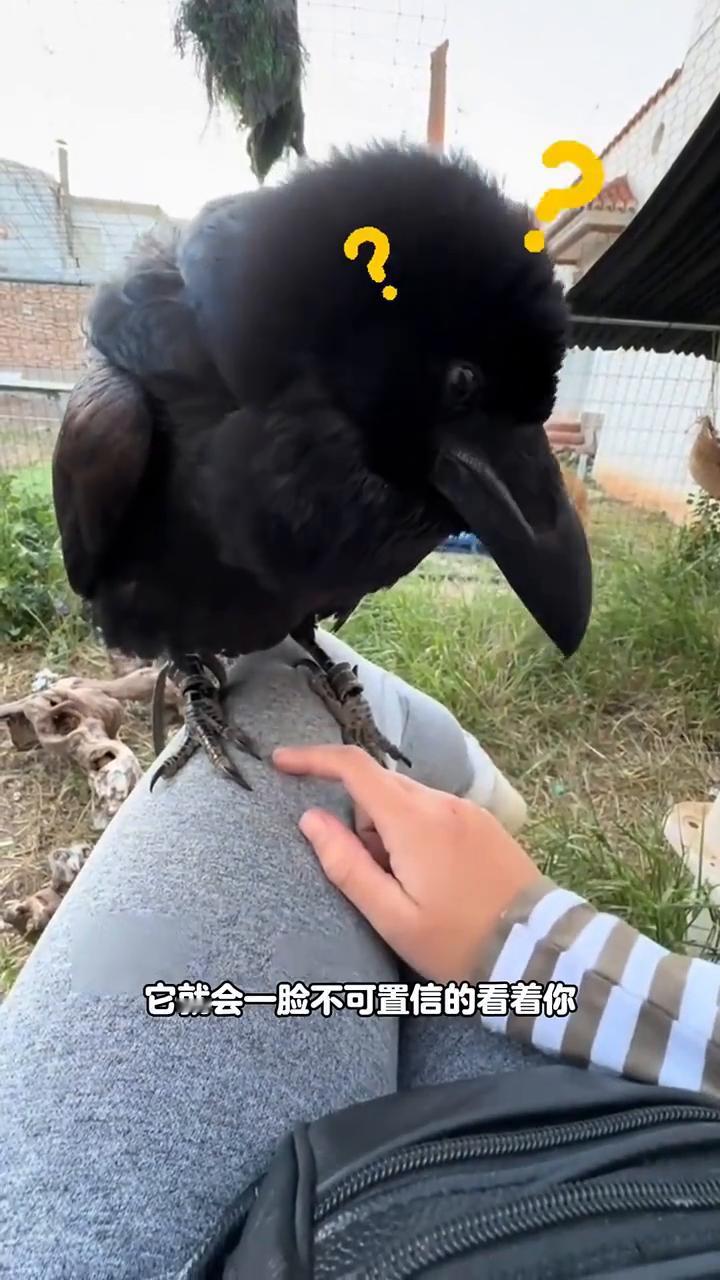 假如你好奇的去摸乌鸦的爪子，它就会一脸不可置信的看着你。要是你再摸摸它的嘴巴，它