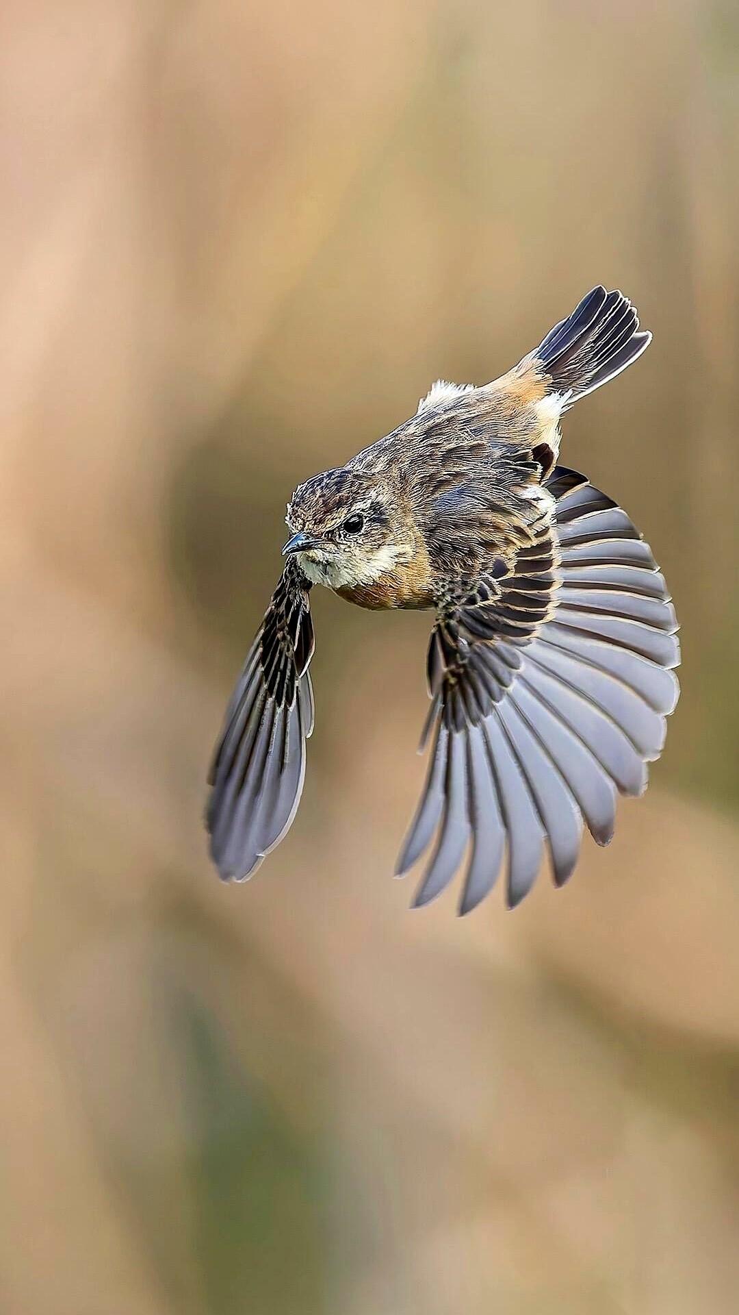 我还没反应过来，取景器里那个小绿框，就已经死死锁住了16米外那只小东西的眼睛。