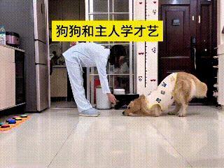 别家金毛净搁家拆家霍霍东西，这只大金毛走搞笑才艺路线。
跟着主人学走步、行礼、摩