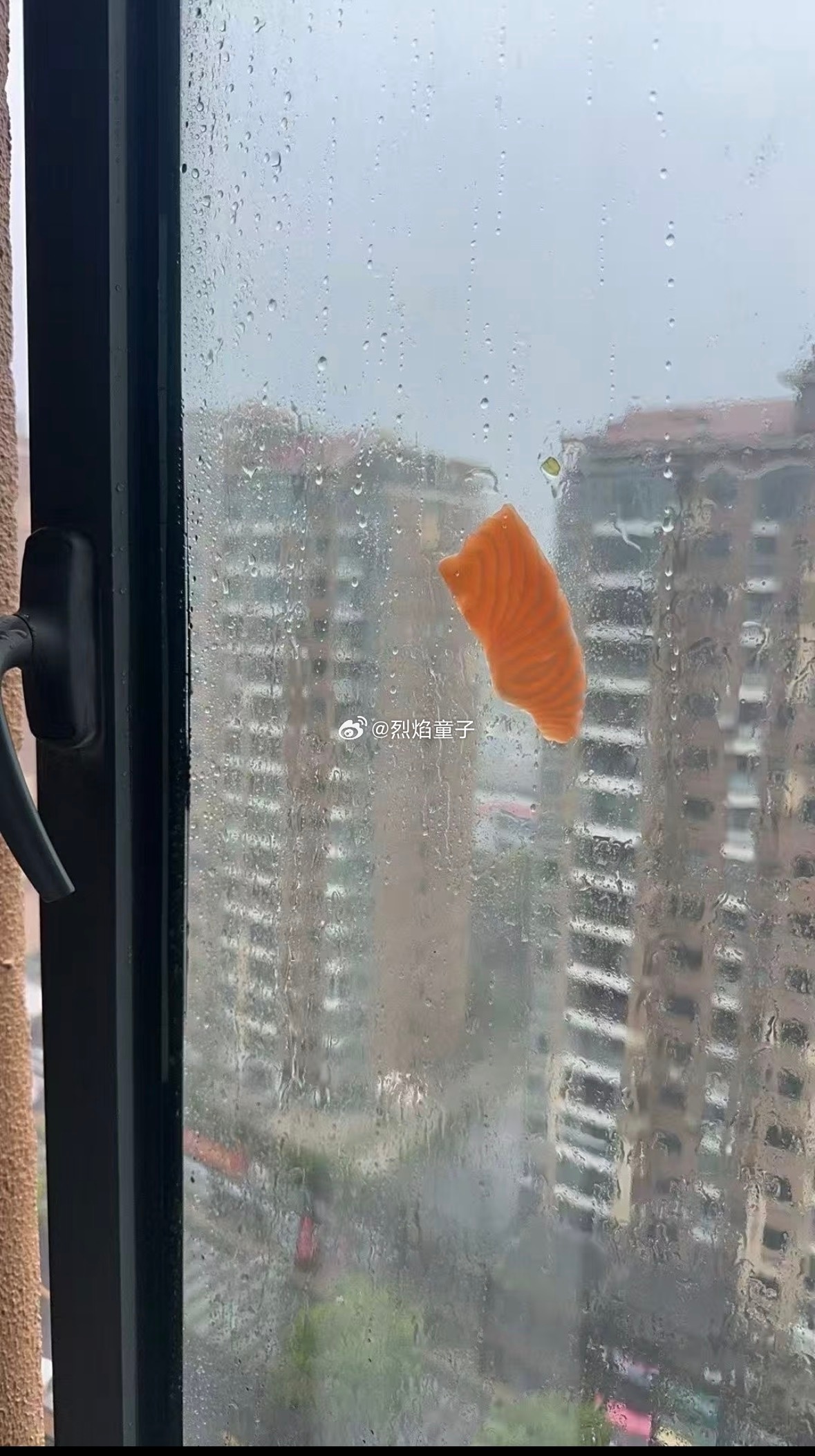 上海网友分享自家窗户上吹来的三文鱼高赞评论，果然还是大城市机会多啊！不愧是大上海