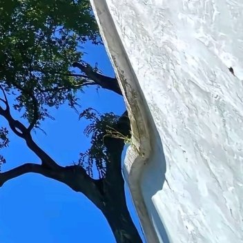 生命是一棵长满可能的树，你可以顺其自然随之发芽，也可以试图控制自己的漫长轨道。这