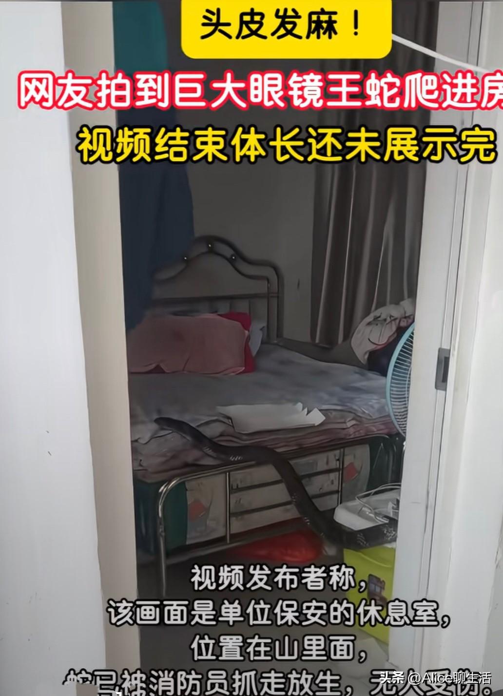 巨蛇闯卧室！视频拍一半都没拍完身长，看完不敢关灯睡觉

刷到这段视频我把手机抖掉