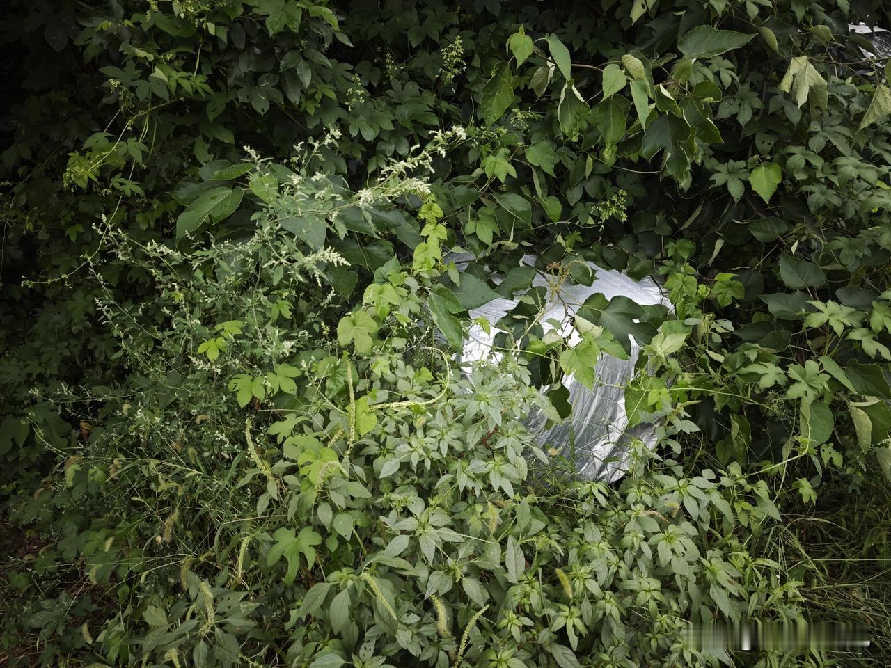条友说上坟太费劲了，杂草多，根本进不去。不拿镰刀除草是寸步难行。

我昨天去个停