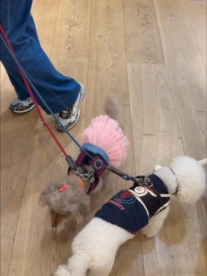 张曼玉牵狗上班 香奈儿老了也是香奈儿，曼神牵狗上班，氛围感直接拉满！ 