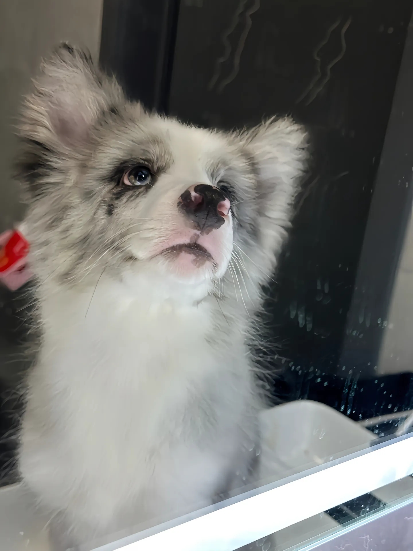 这么可爱当然是男孩子呀#陨石边牧 #边境牧羊犬 #颜狗 ##狗狗# ​​​