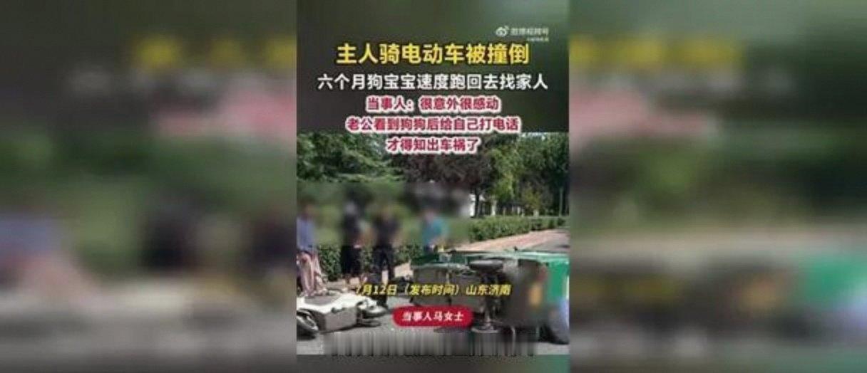 山东济南女子骑行出车祸昏迷,半岁小狗狂奔回家报信,丈夫见状赶紧打电话救人那天济南
