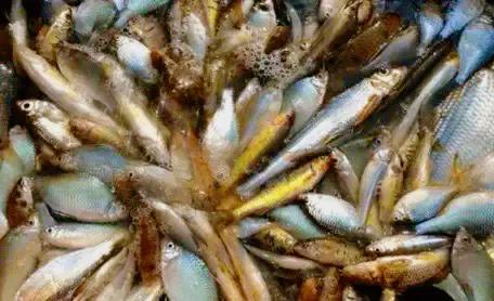 央视硬核出手！临沂强盛水产市场的黑幕被彻底撕开，🤯 谁能想到我们抢着买的活蹦乱