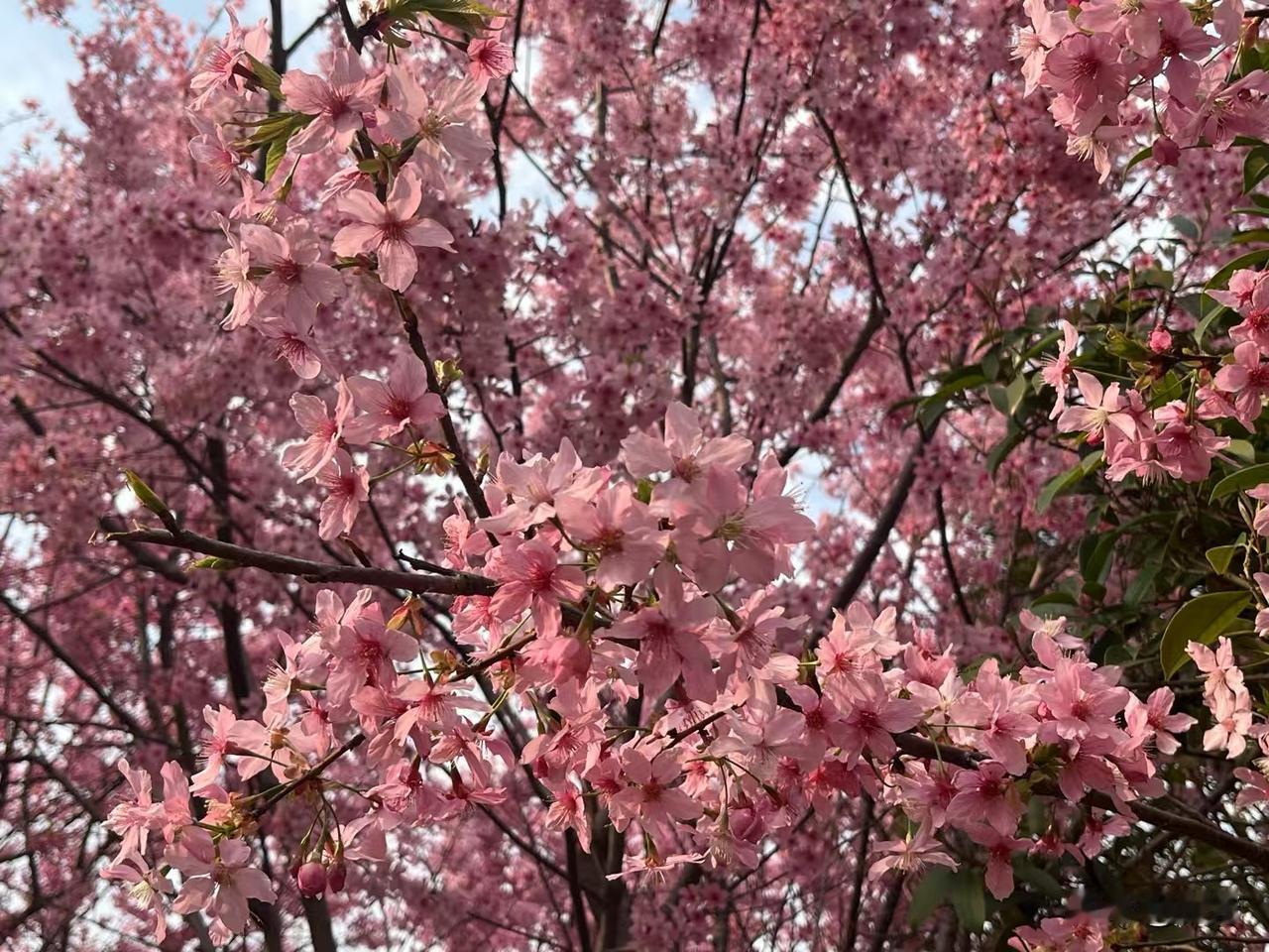 今天又遇到樱花开了，粉嫩粉嫩的，瞬间心情都变好了。想起常德高山街的樱花，三月风暖