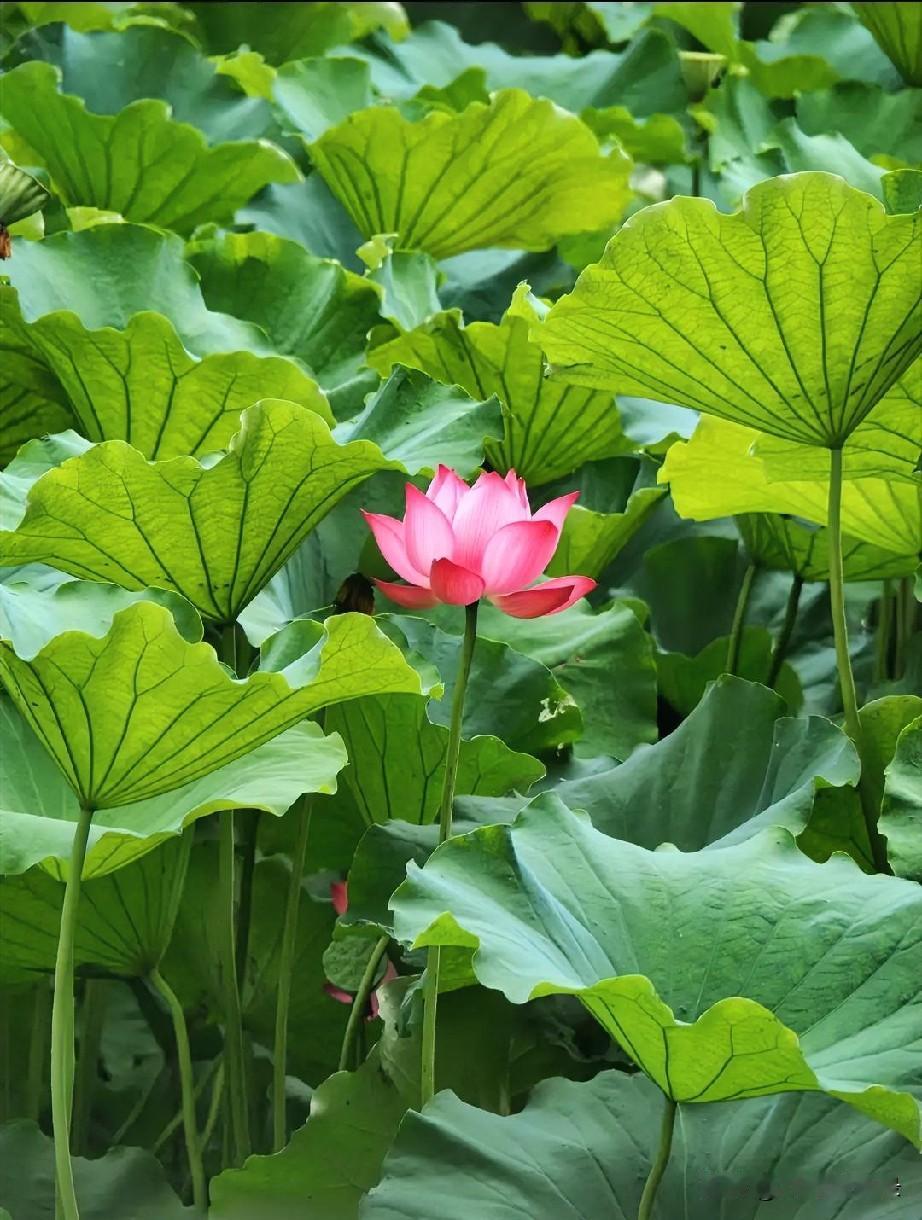十里荷塘入夏妆，临风暗送一襟香。
人间美景知多少，独爱莲姿韵自长。

“荷风送香