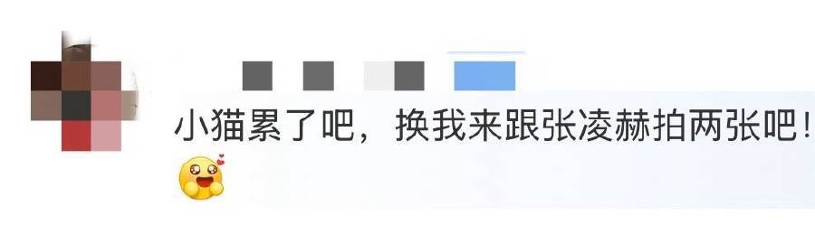 想当张凌赫手里的猫 谁和我一样，此刻满脑子都是想当张凌赫手里的猫！看他与猫合拍，