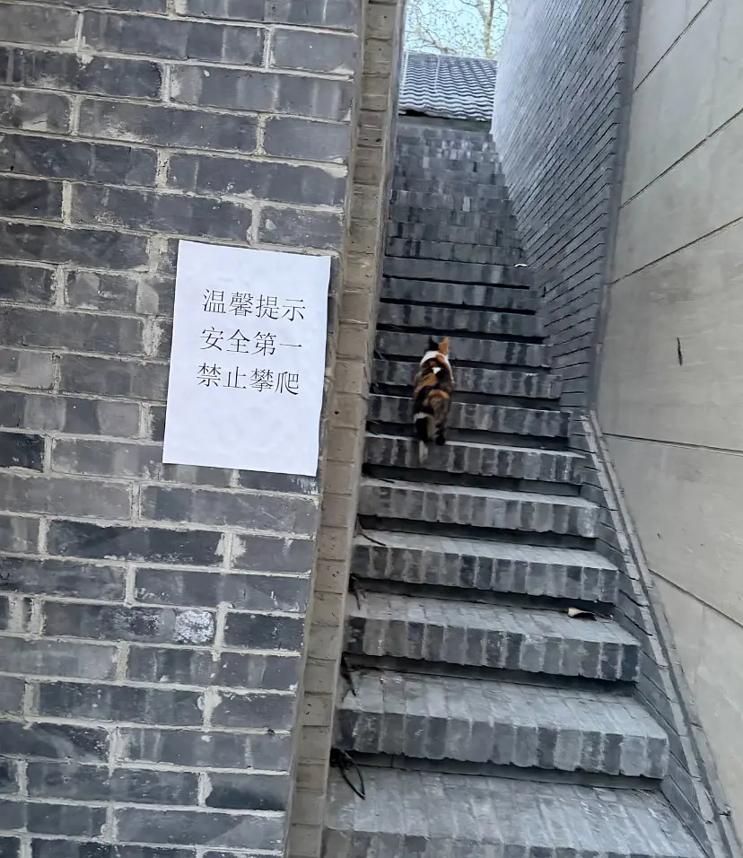 猫猫：“人类的规则对我无用！” ​​​