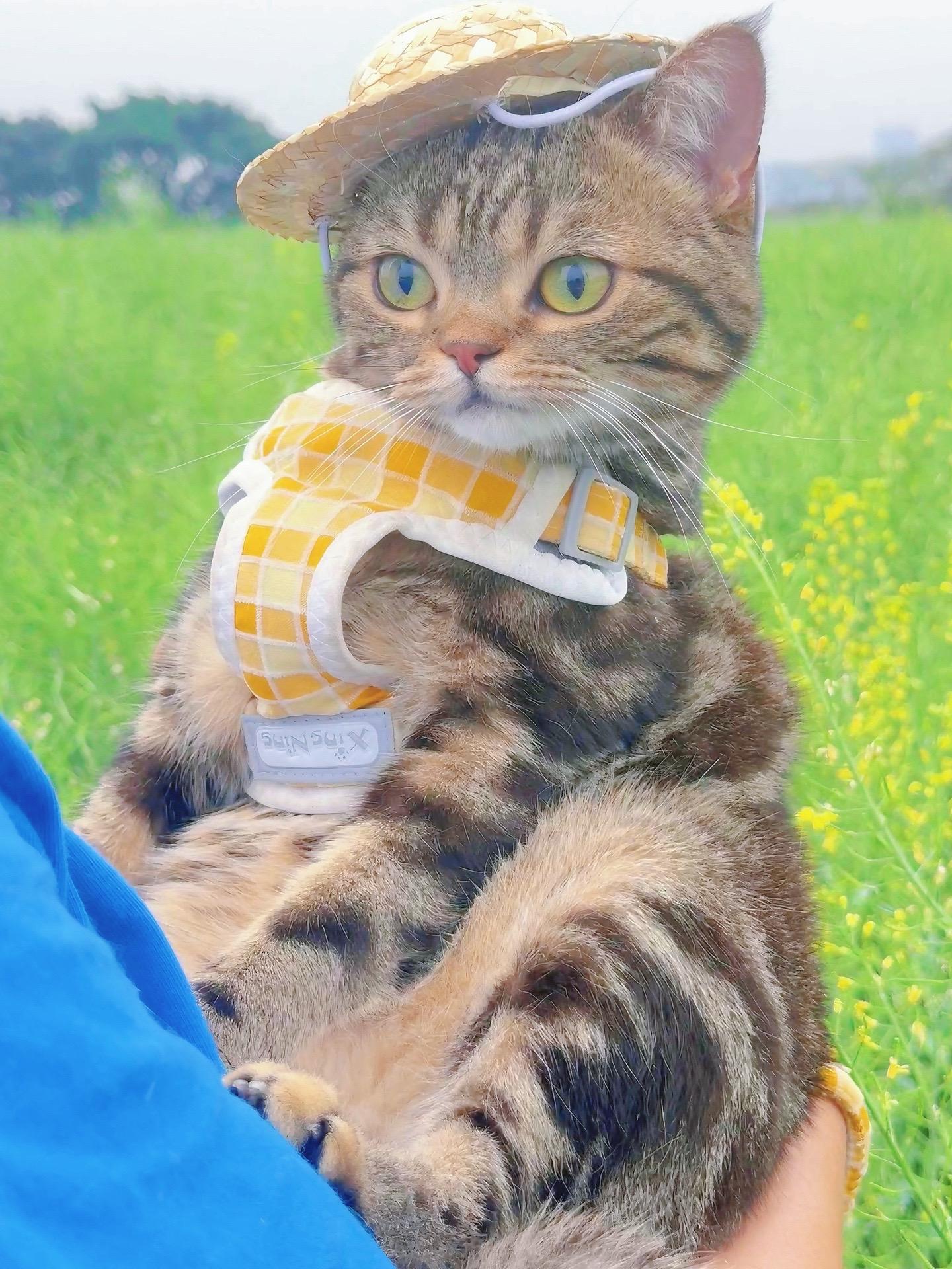 干农活遇到了一只猫。赶紧抱回家