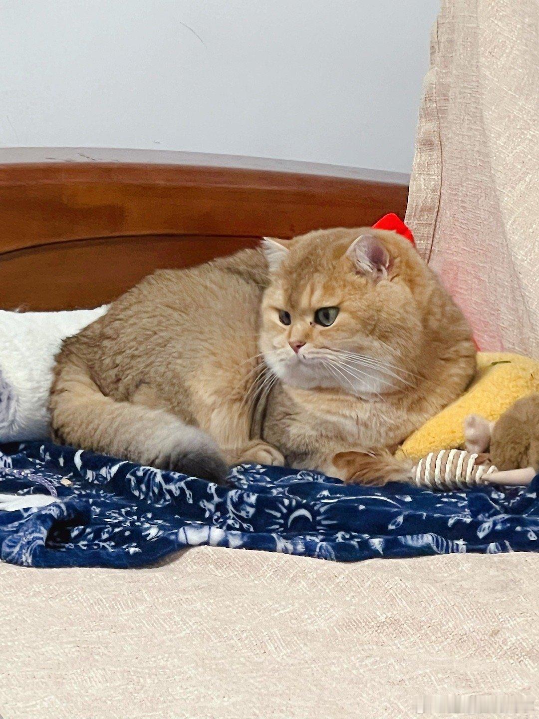 9岁的小奶猫[可爱]#我家有宠初成长# ​​​