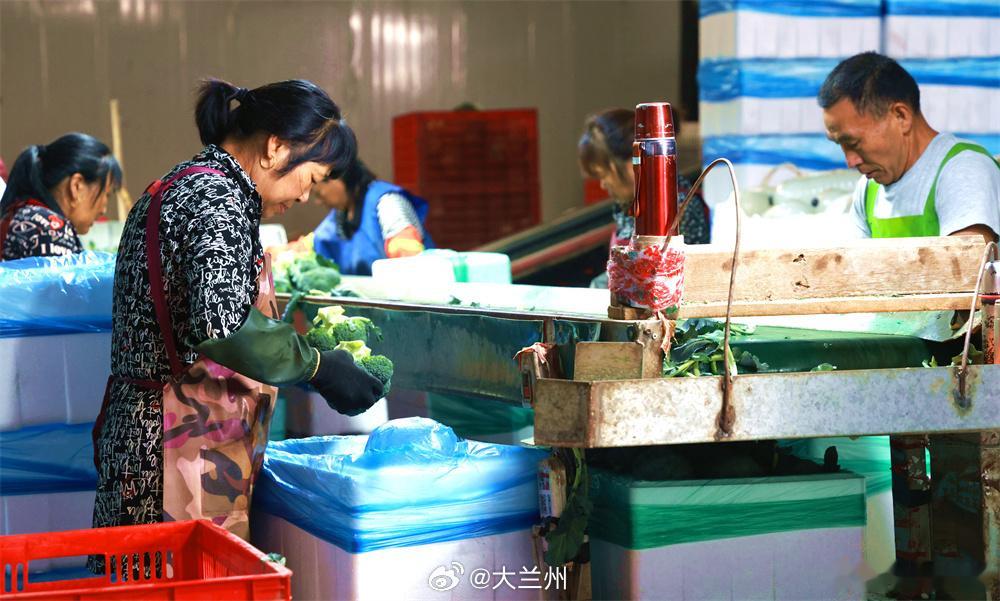 临泽高原夏菜铺就绿色致富路【千亩翡翠铺沃野 临泽高原夏菜丰收】夏日，临泽大地绿意