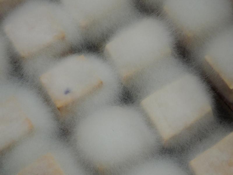 你喜欢吃霉豆腐还是臭豆腐
最近，一种浑身长满白色绒毛的豆腐——“霉豆腐”火了。许