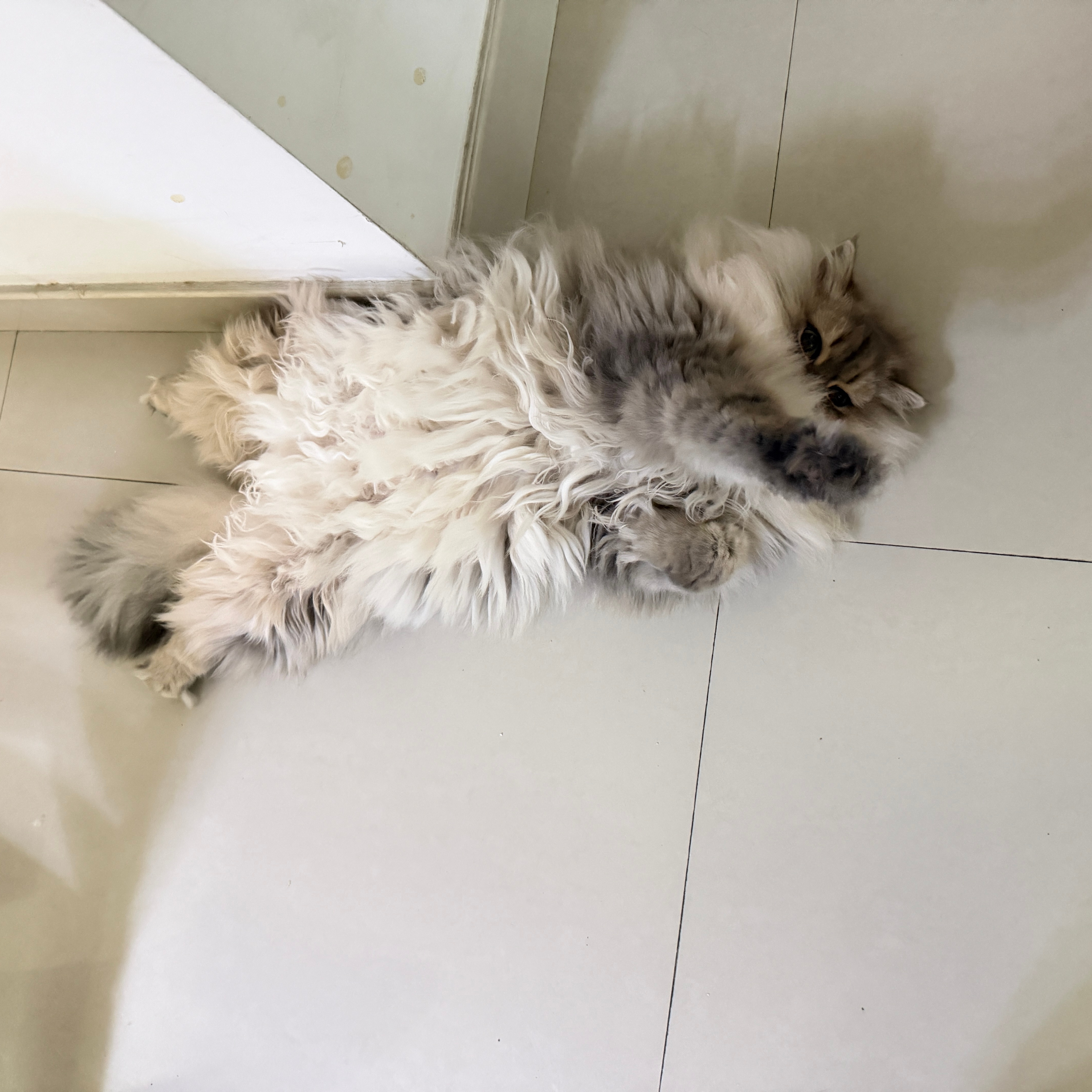 小小猫找小猫撒娇哈哈哈哈小猫可会撒娇了 
