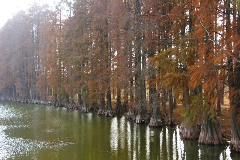 相册里最满意的风景照，我首推那组冬日红杉林的照片。江南初冬，气温适宜，红杉林的焦