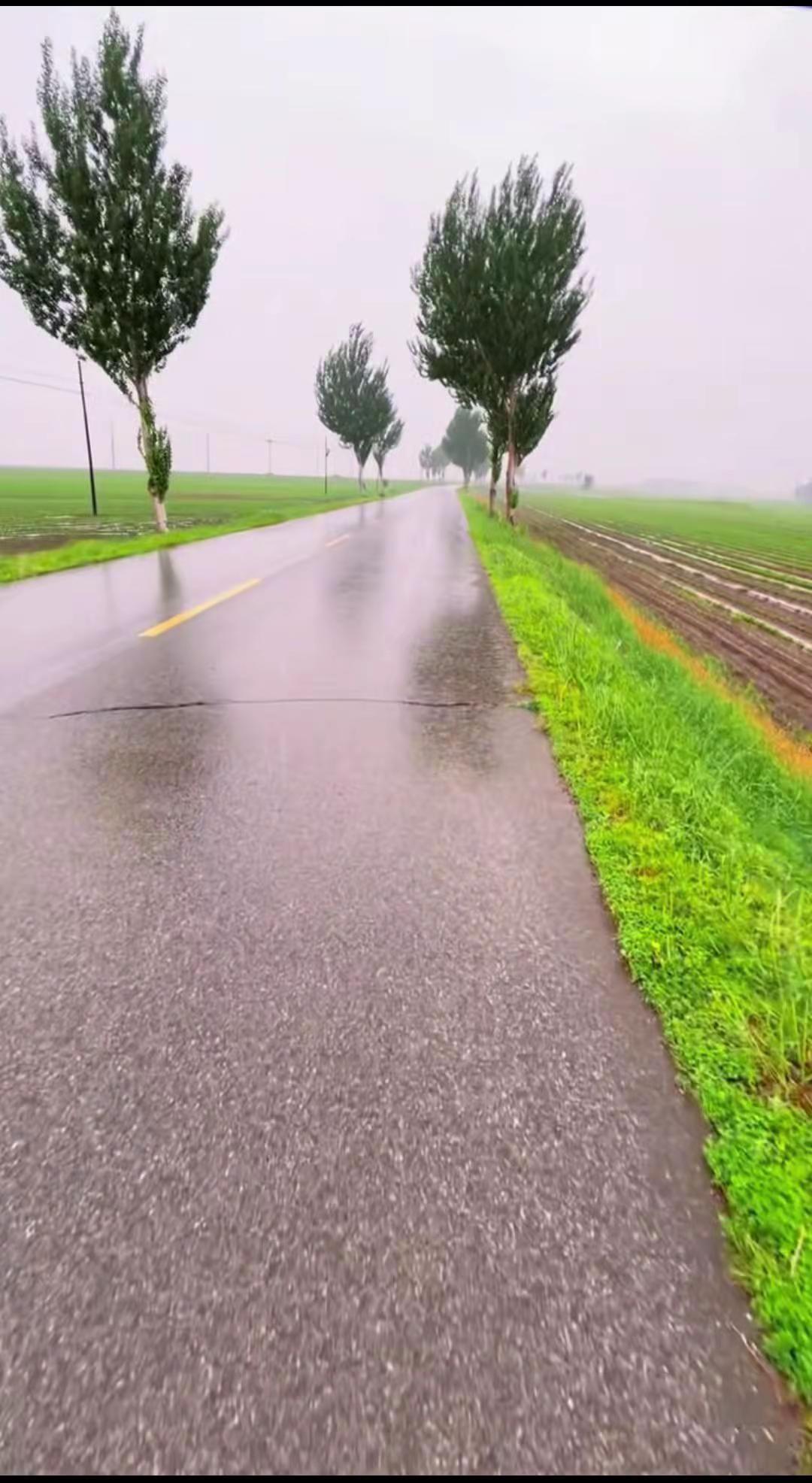 今天的雨不小风雨中的麦田 🌧️🌾湿漉漉的乡间小路，麦苗青翠欲滴，随手一拍都是
