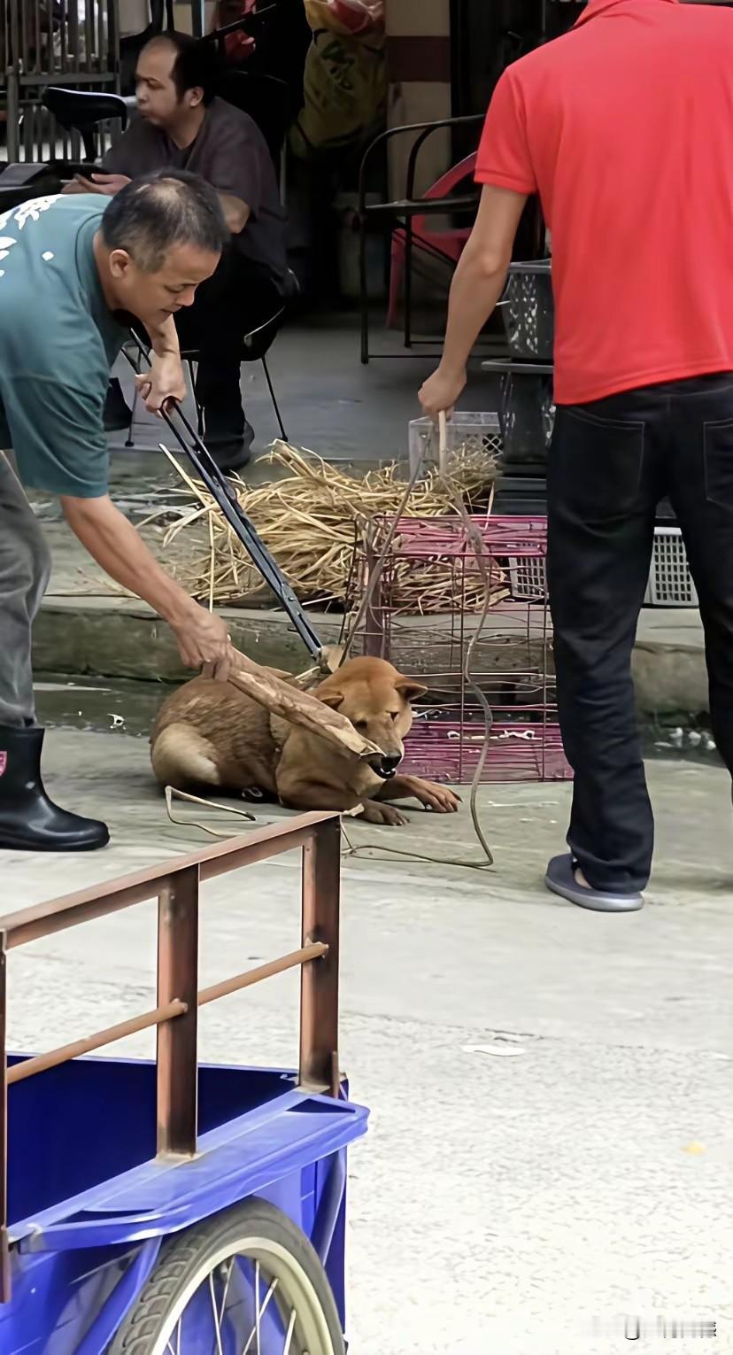 这个红衣人牵来了一条狗，直接牵到了屠宰鸡鸭鹅的摊位，让这里的人帮他把狗杀掉并收拾