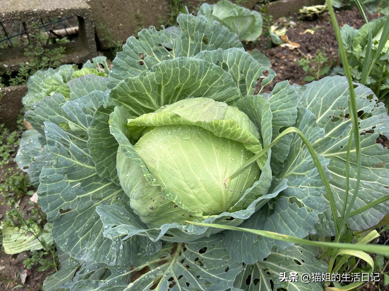 我种的甘蓝菜（又叫卷心菜），是如何做到不打药，但是它又茁壮成长的！

其实好简单