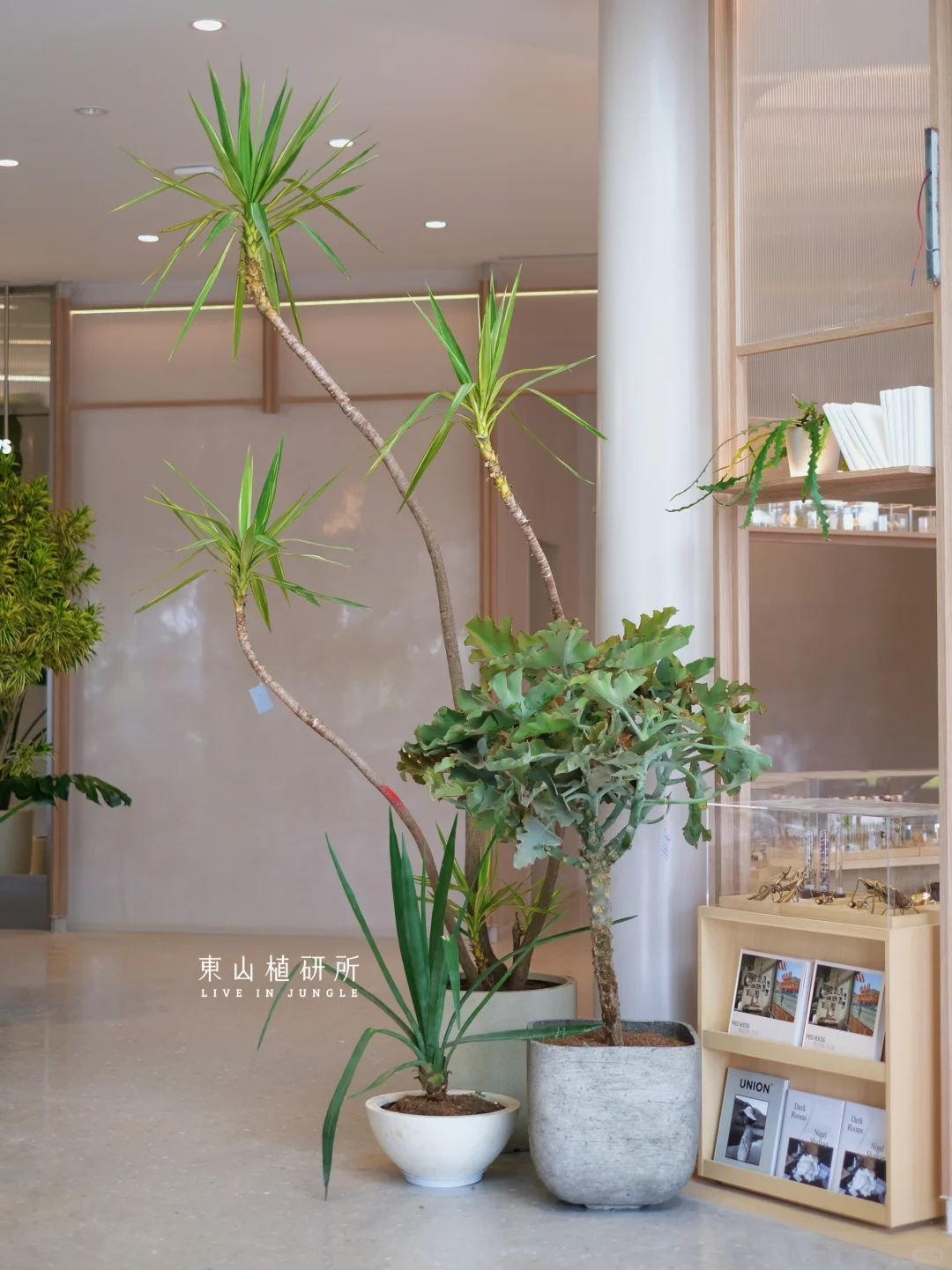 绿植搭配｜植物组盆营造空间氛围感🪴