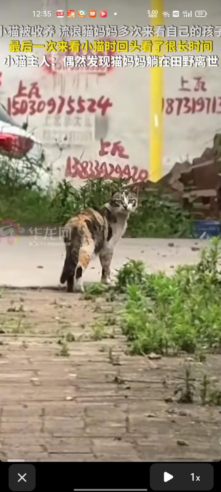 6月13日，河北邯郸。网友发视频称，半个月前，小猫在下雨天跑到自己家，一直在给它
