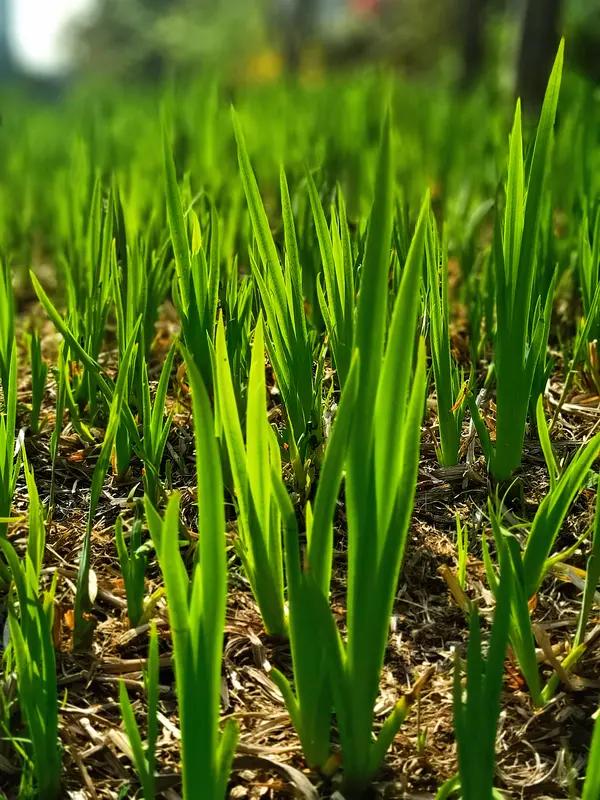 上联：冬寒山色淡.诚邀下联春来满地绿