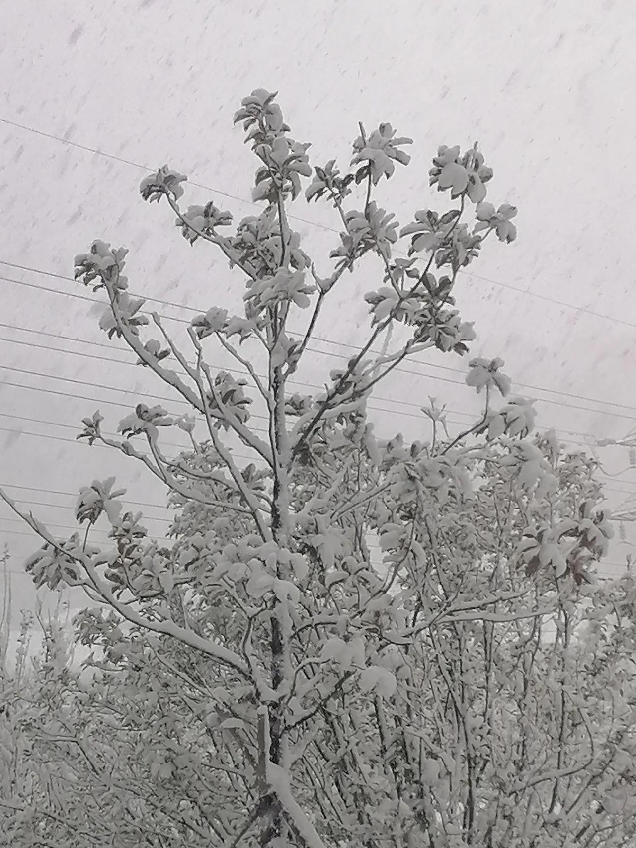 下联：雪舞高天万朵花。