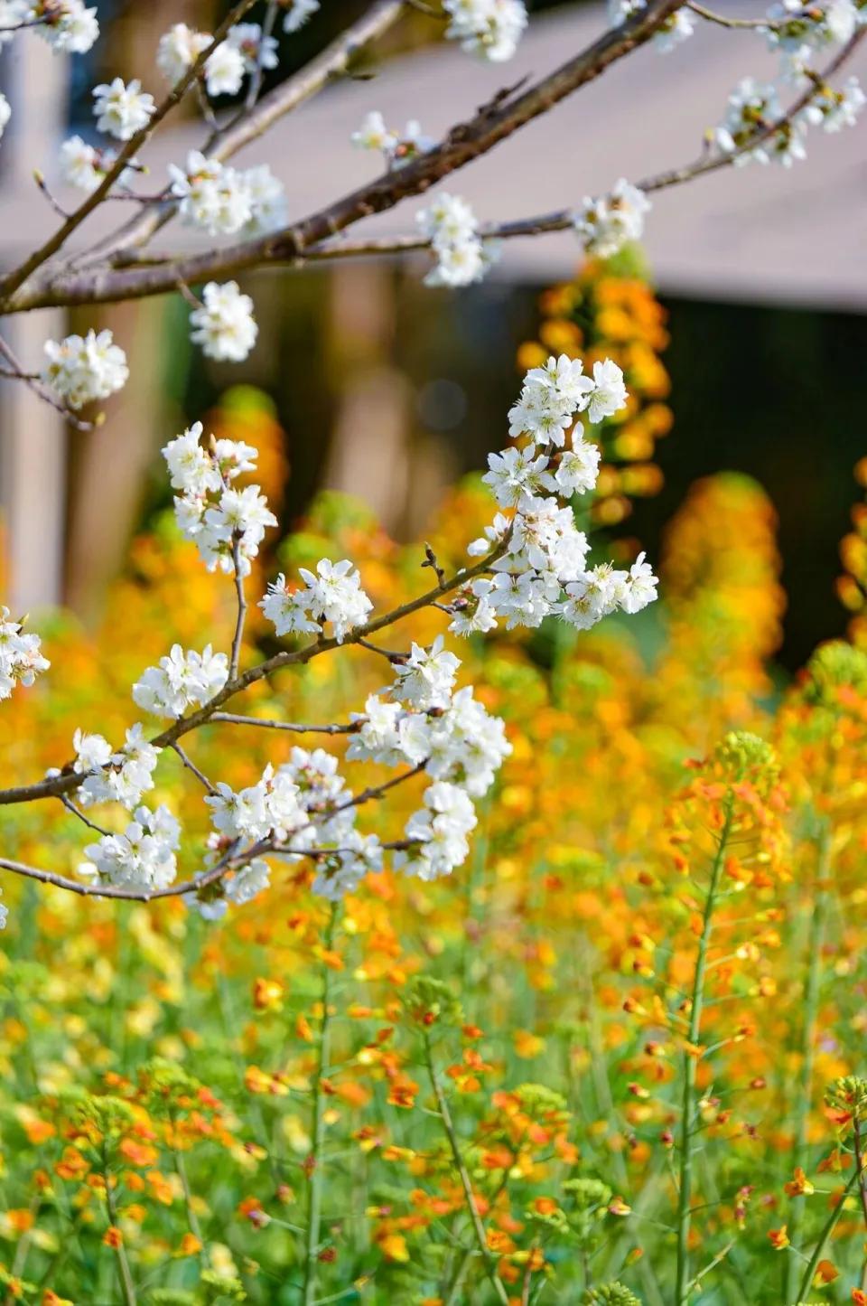 路上偶遇一队野鸡🐔，排队在车前经过。
大鸡在后面，小鸡在前面。
很多意想不到的