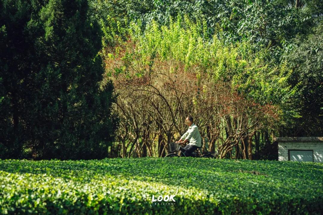 绝对不可以，错过这片金秋稻田