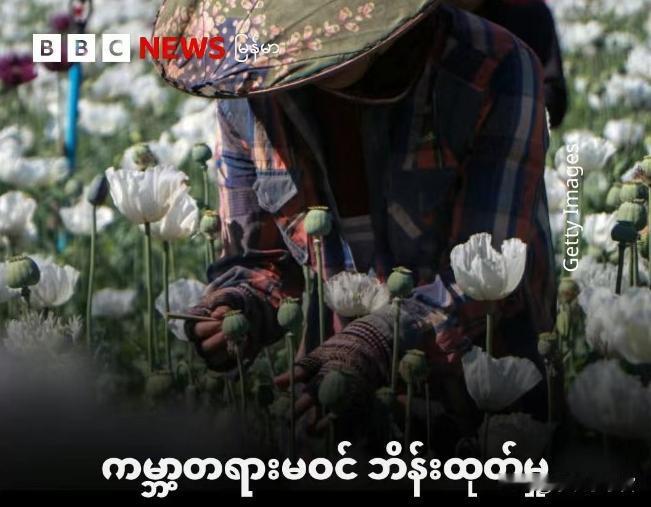 缅甸鸦片产量连续五年世界第一！

2025年12月初，联合国毒品和犯罪问题办公室