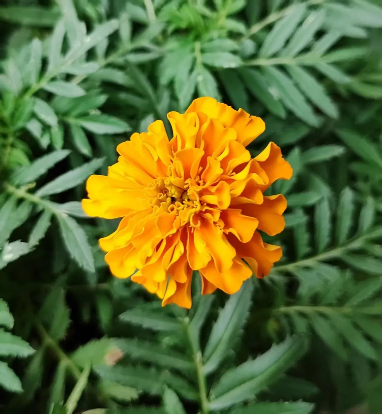 虽说现在不是秋天，但是大街绿化带还是蛮多像秋天菊花一样的黄花。每次看到这种花，情