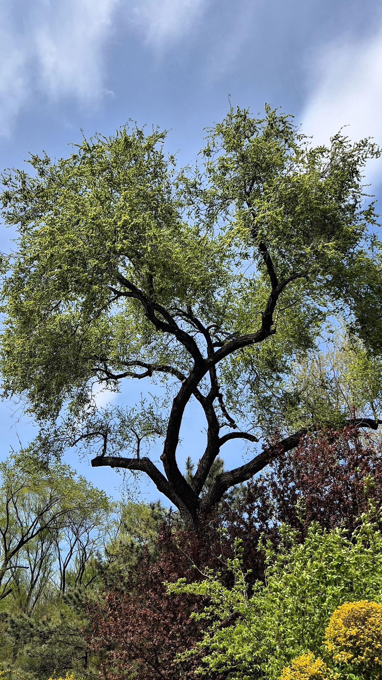 在北京朝阳公园游玩，一棵枝繁叶茂的老树，引起了我的注目，它旺盛的生命力，在蓝天的
