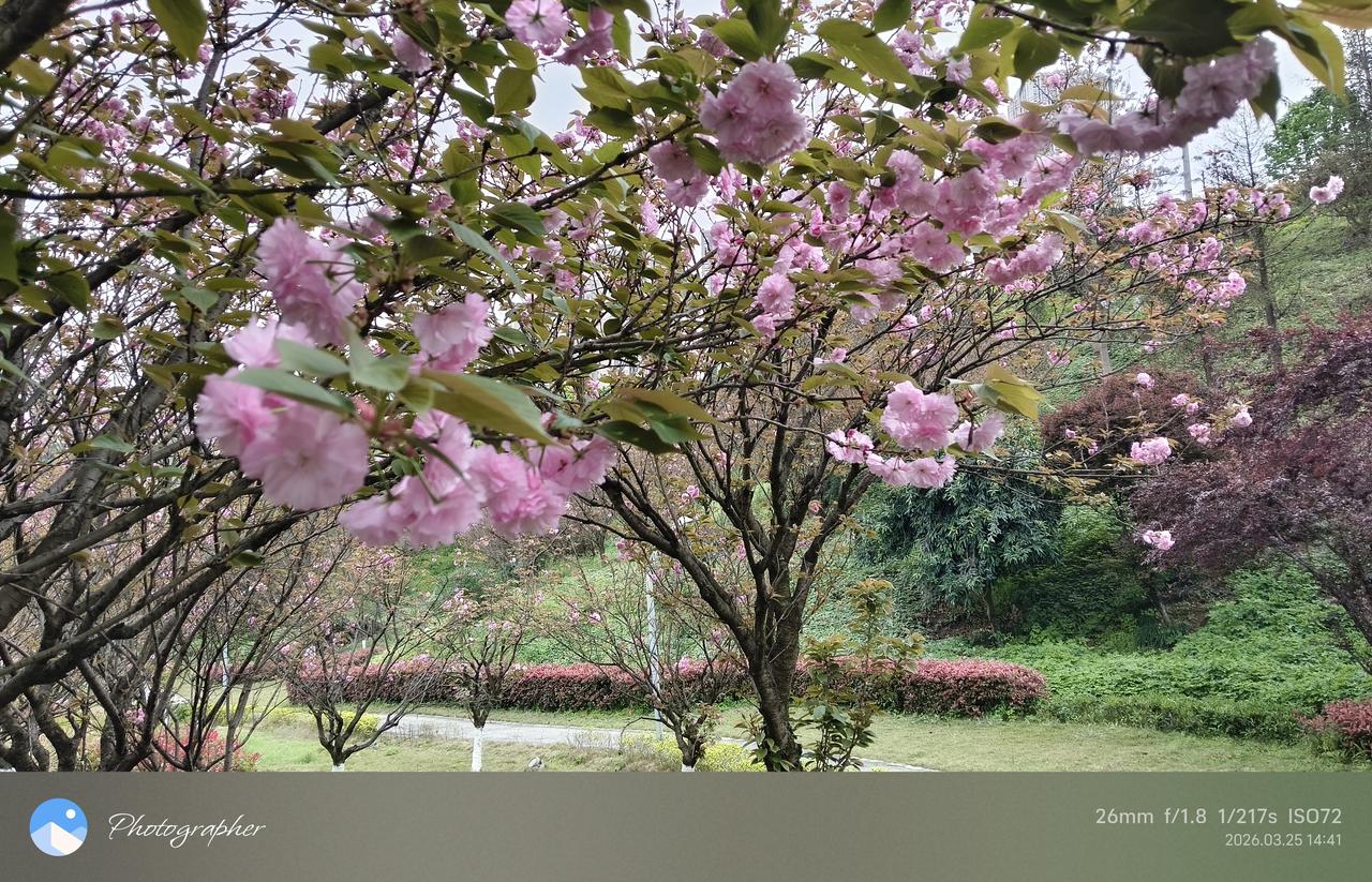 郑丽文在台湾的政治地位如何很一般。内部摆不平，外部难突破，受多方牵制，很难有大作