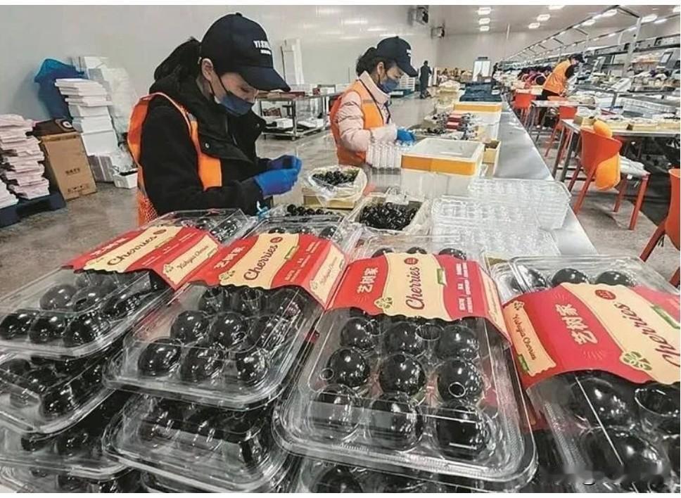 大连樱桃今年“有点难”：露天早熟迟到又裂果

想吃大连露天红灯、早大果？得等到6