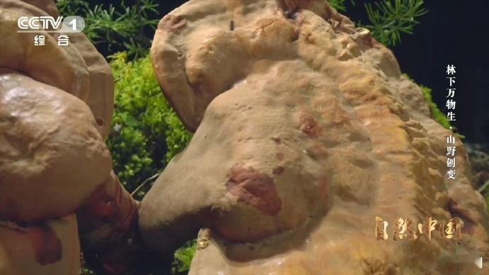 小小蘑菇背后的中国智慧采蘑菇居然还有那么多门道黑龙江大兴安岭松林里，当地人采蘑菇