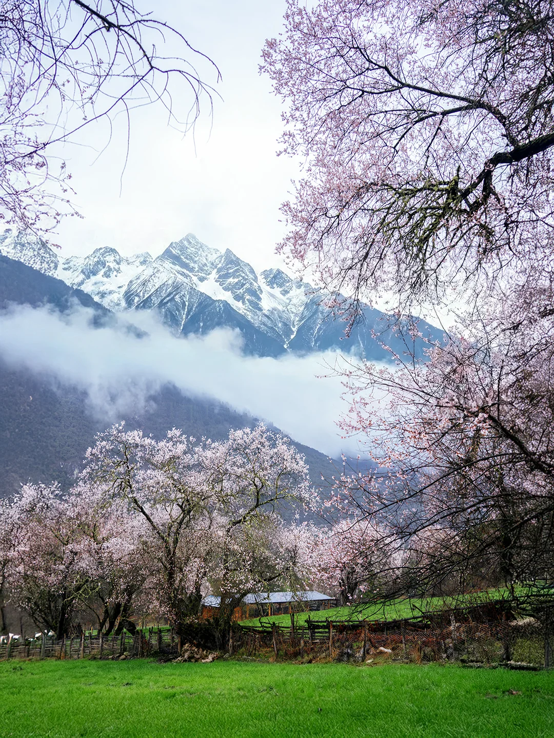 导航翻车，却意外闯入春天的世外仙境！