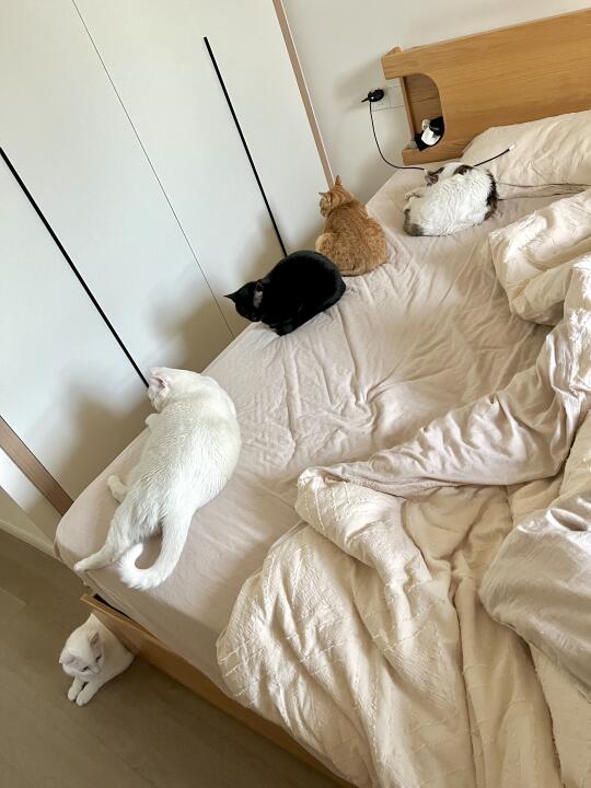 猫咪停车场