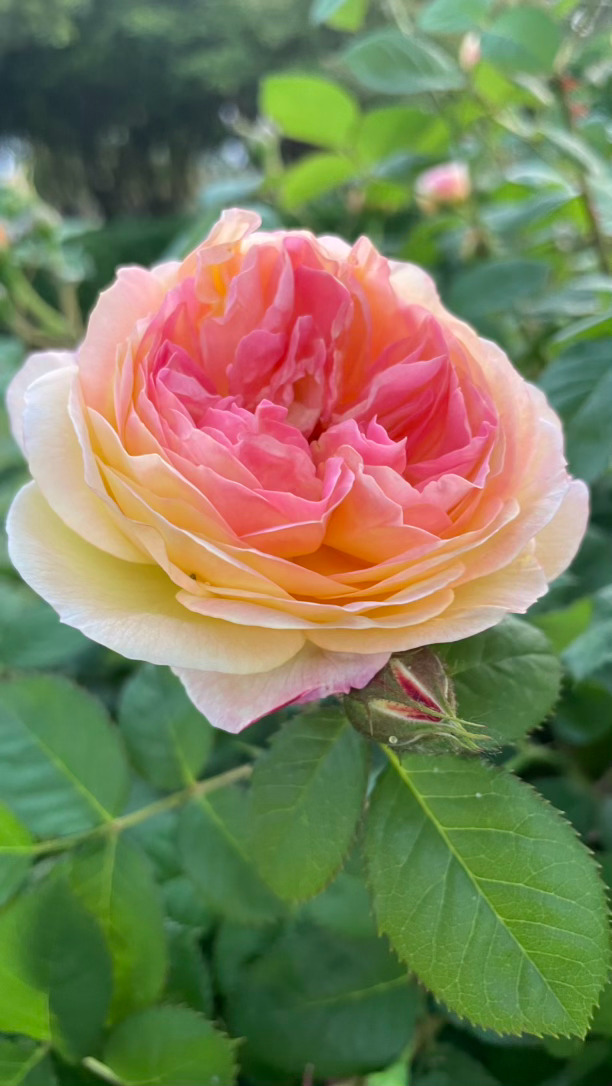 花开到荼靡 