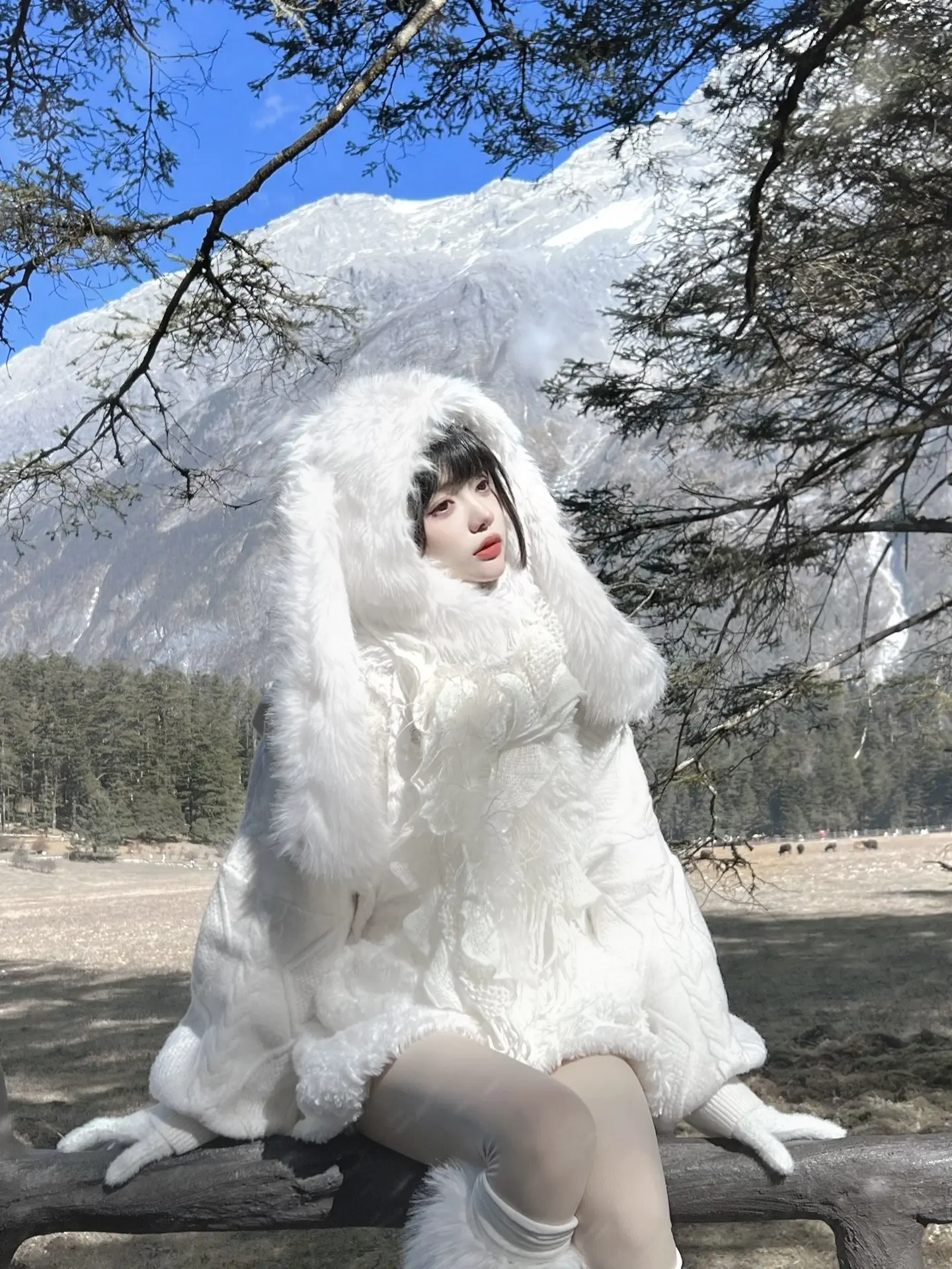 迷失在玉龙雪山的野生小兔