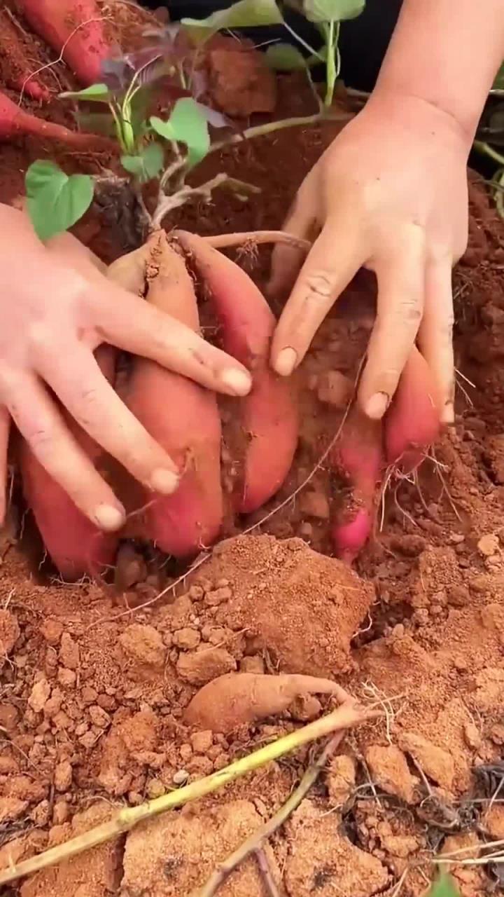 秋日生活打卡季 秋日生活打卡季 周末跟着亲戚往城郊自留地跑，目标是挖红薯。
田埂