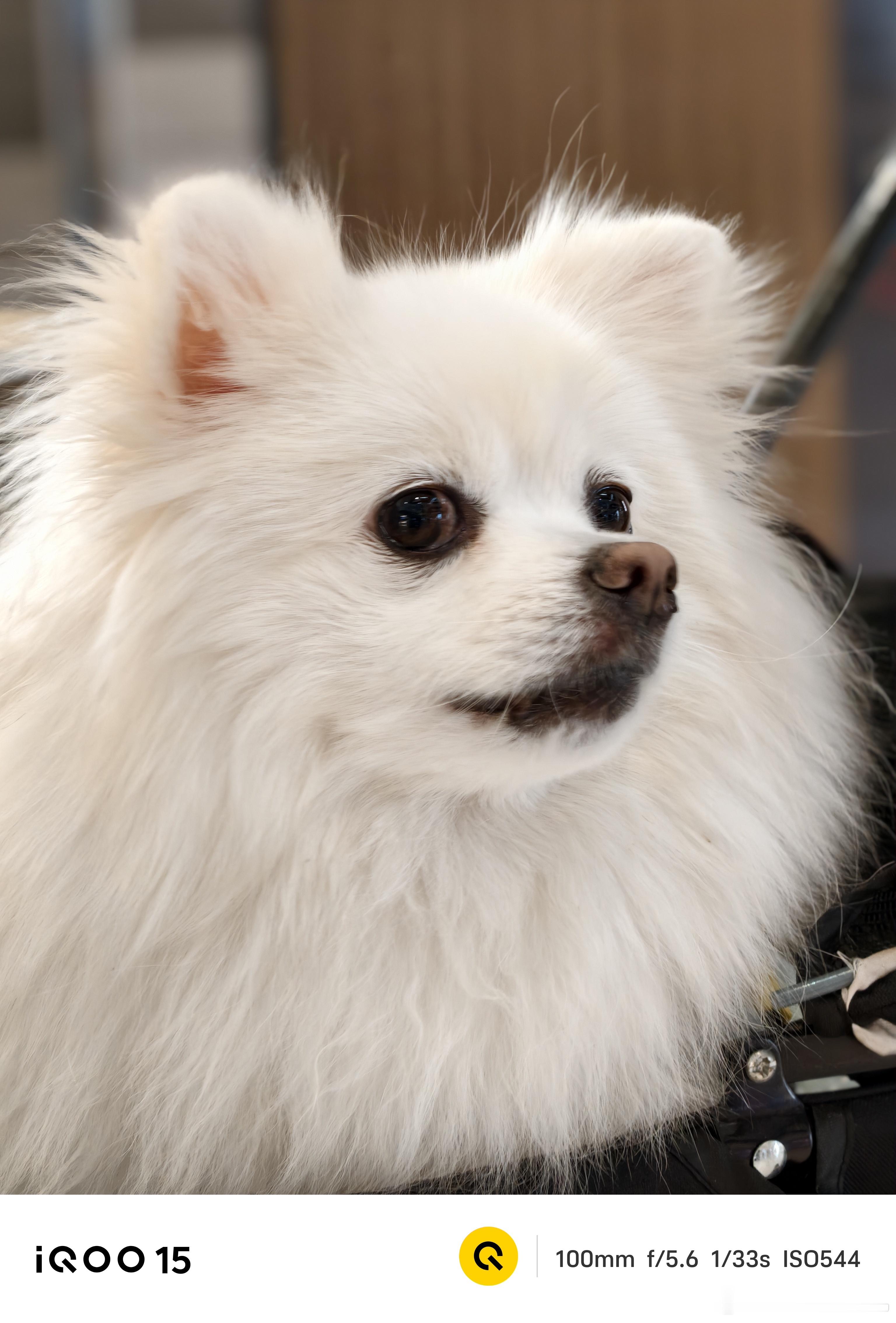 这跟小宝宝真的没有区别啊真的好像个宝宝啊，来评论区看看你们家的小可爱的照片。 