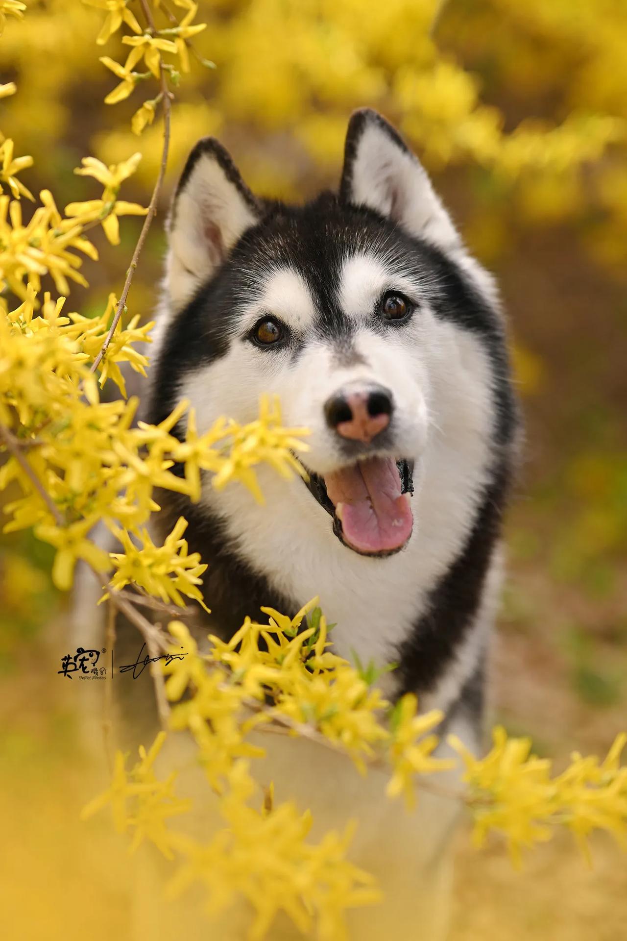 报告！连翘花旁捕获多只快乐修勾😘
【北京花季拍摄】
