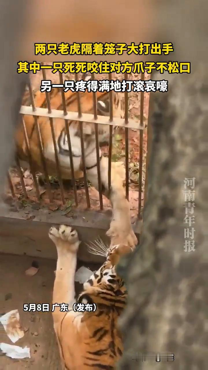 两只老虎隔着笼子大打出手，其中一只死死咬住对方爪子不松口，另一只疼得满地打滚哀嚎