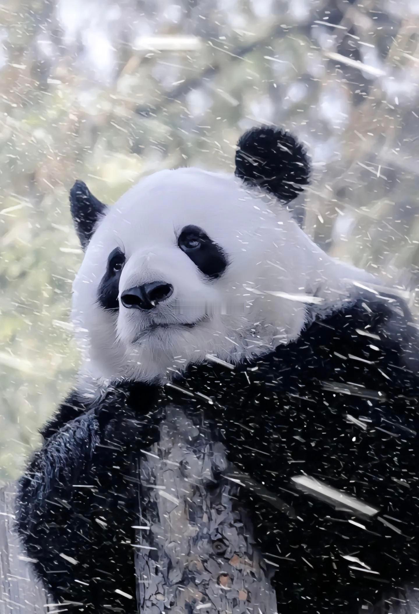 雪中的萌三太子也太帅了，么么儿和雪景绝配。 ​​​