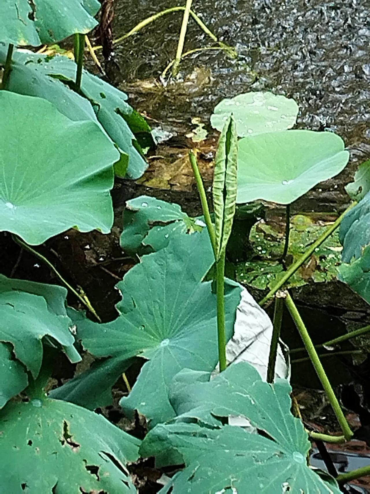 浣溪沙   秋音
云淡天高唱雁鸿，陌阡草棘噪鸣虫，凉蝉树上叹西风。
沃野稻田波浪