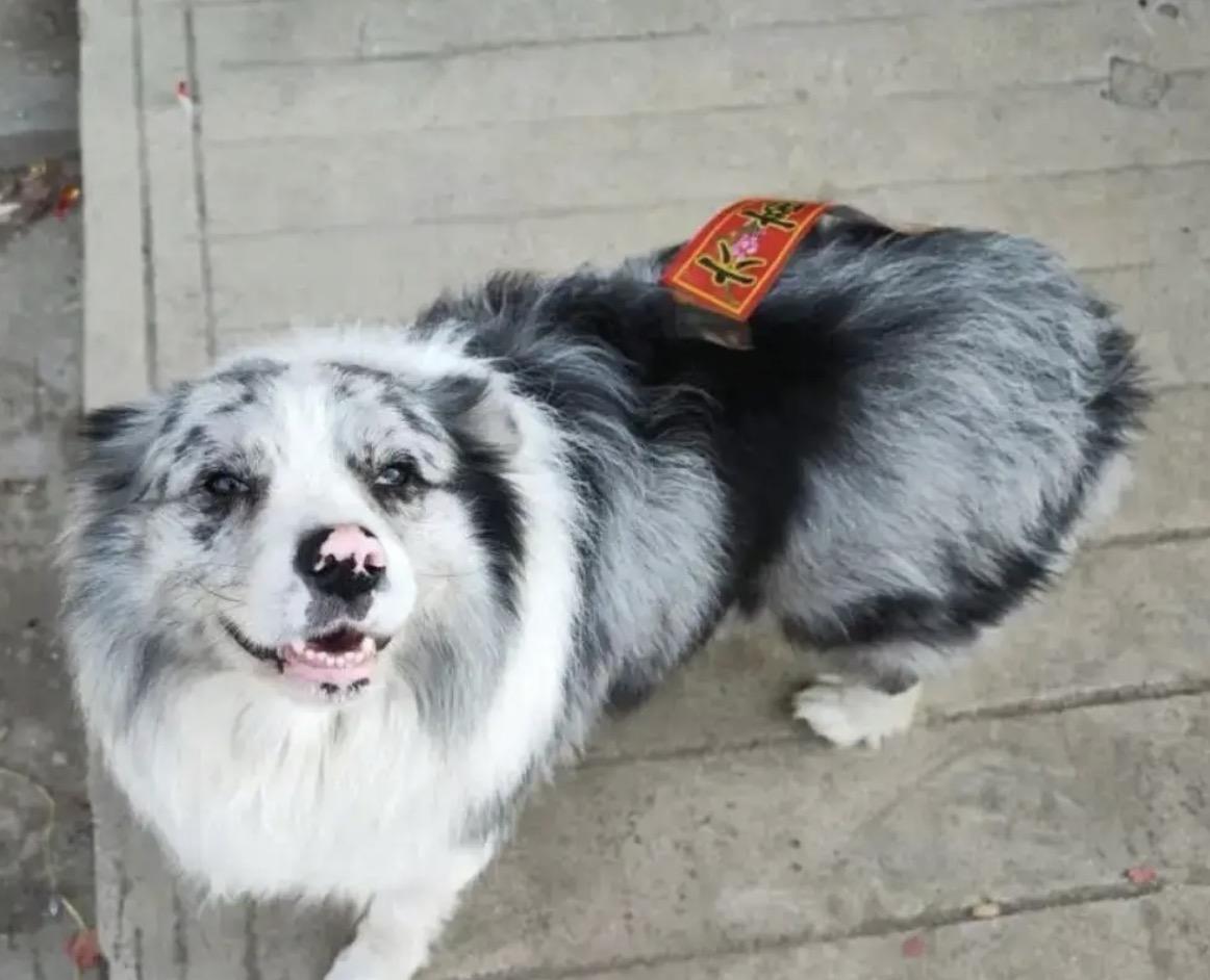 一只拥有百万粉丝的边牧犬，被人偷走后以180元的价格卖给狗贩子，而在转卖当天这只